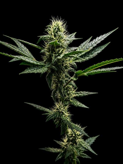 Exodus Cheese. Week 8