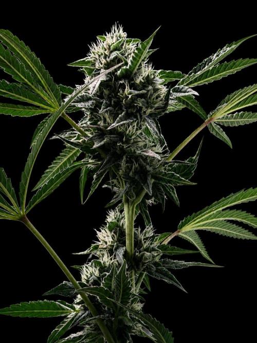 Gremlin‘s Breath. Week 8