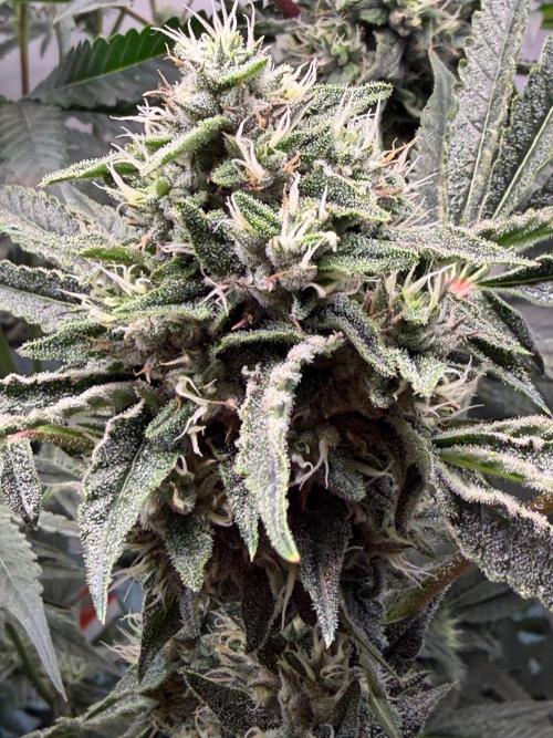 Gremlin‘s Breath. Week 10