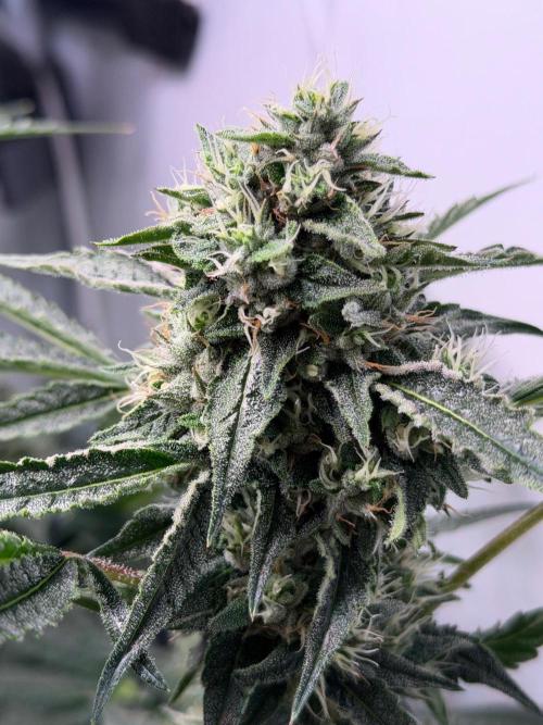 Gremlin‘s Breath. Week 10