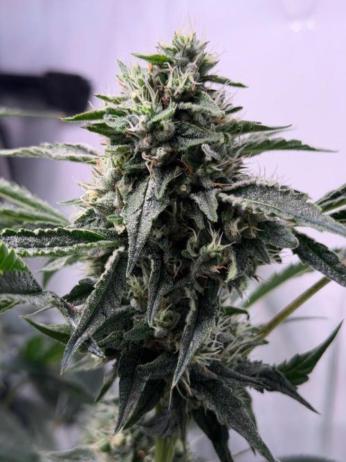 Gremlin‘s Breath. Week 10