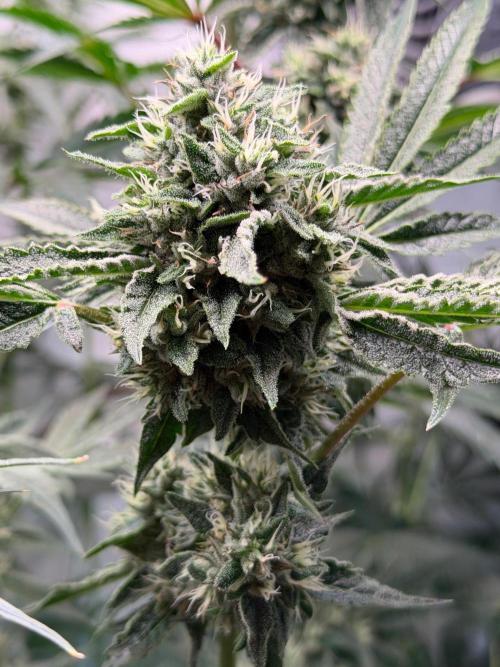 Gremlin‘s Breath. Week 10