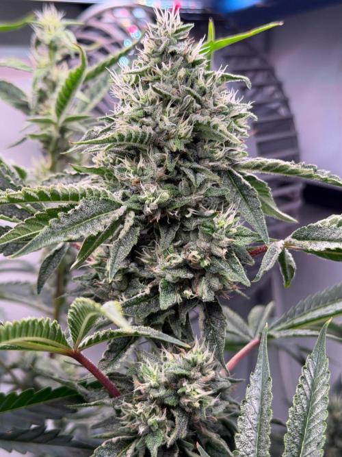 Gremlin‘s Breath. Week 10