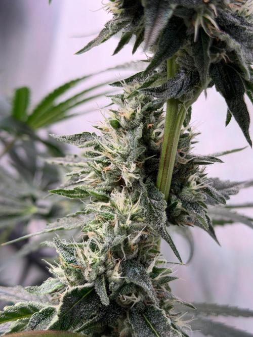 Gremlin‘s Breath. Week 10
