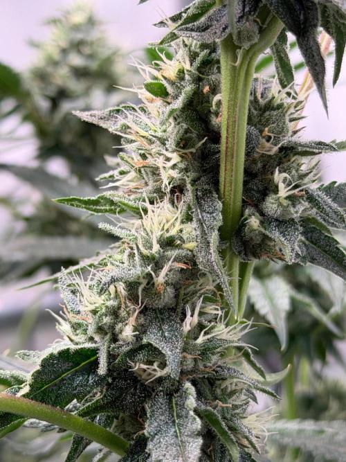 Gremlin‘s Breath. Week 10