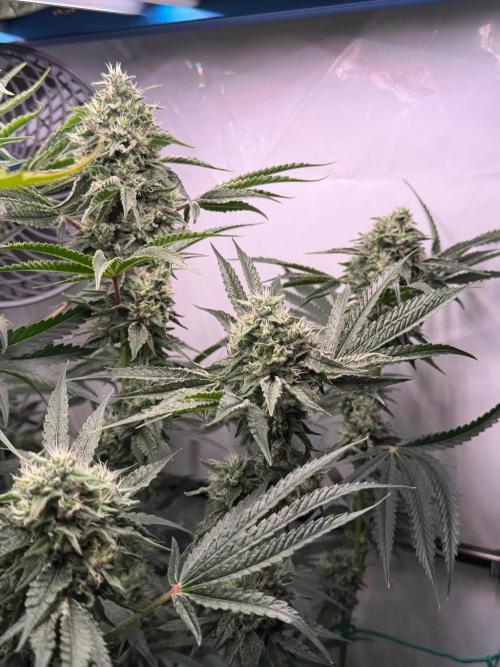 Gremlin‘s Breath. Week 10