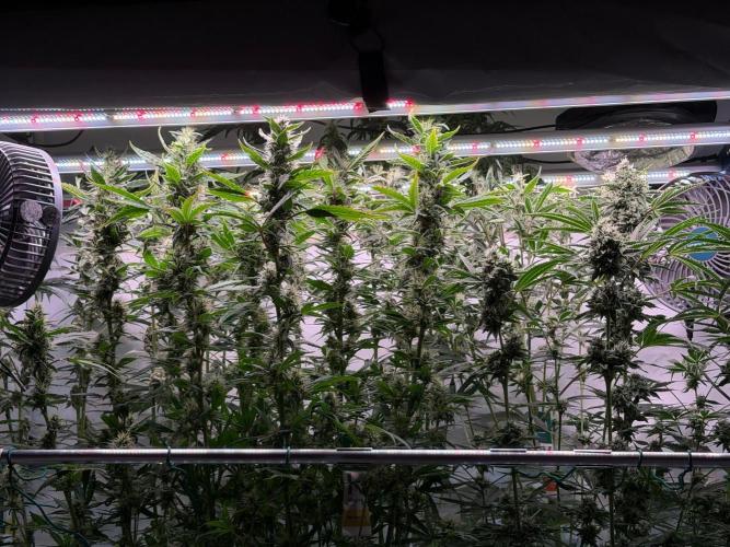 Gremlin's Breath Fem. Week 10