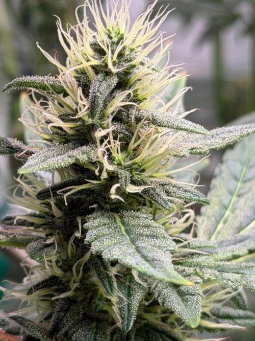 Exodus Cheese. Week 10