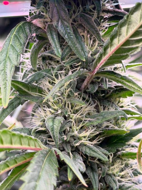 Exodus Cheese. Week 10