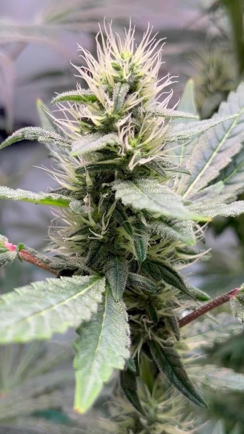 Exodus Cheese