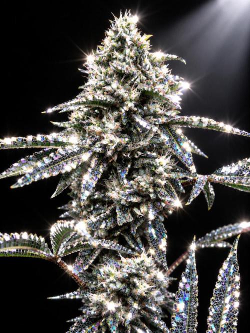 Gremlin's Breath Fem. Week 10