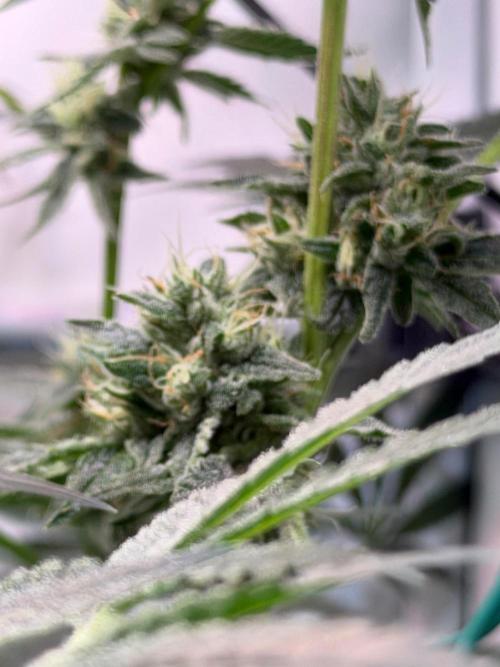 Gremlin‘s Breath. Week 11