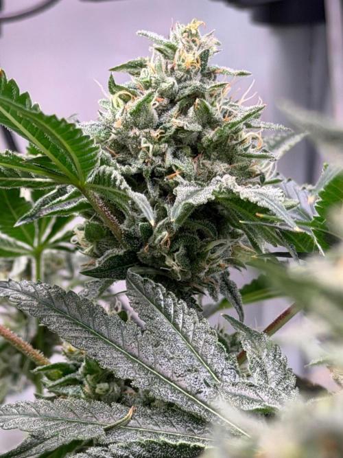 Gremlin‘s Breath. Week 11