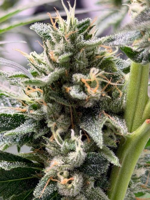 Gremlin‘s Breath. Week 11
