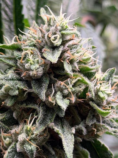 Gremlin‘s Breath. Week 11