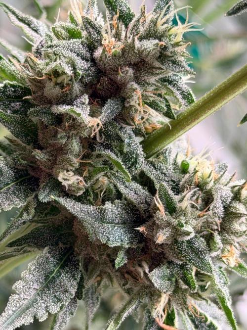 Gremlin‘s Breath. Week 11
