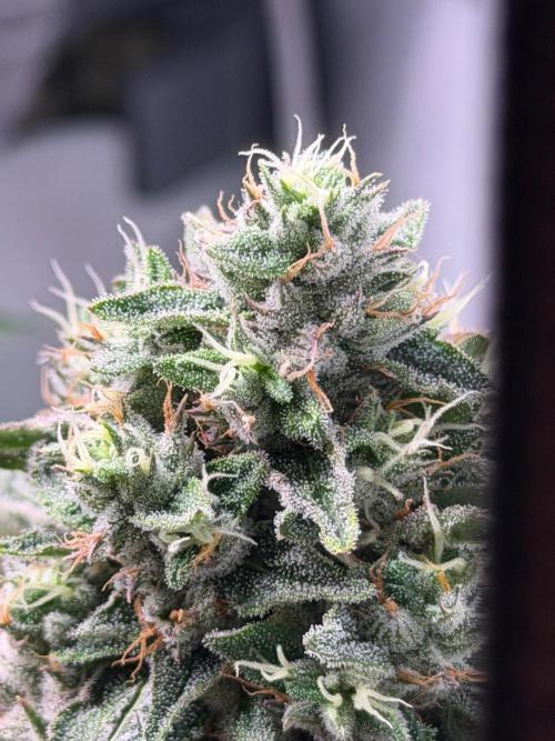 Gremlin‘s Breath. Week 11