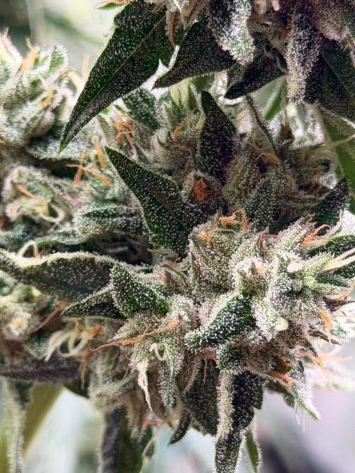 Gremlin‘s Breath. Week 11