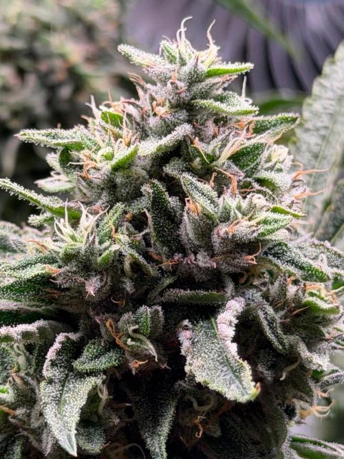 Gremlin‘s Breath. Week 11