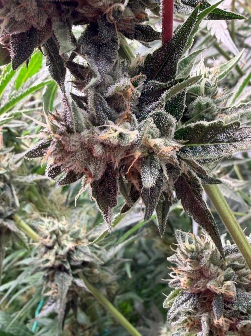 Gremlin‘s Breath. Week 11