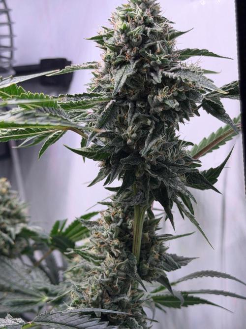 Gremlin‘s Breath. Week 11