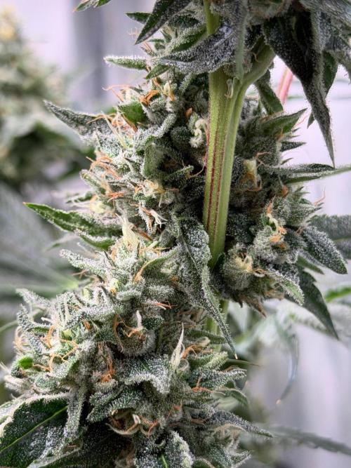Gremlin‘s Breath. Week 11