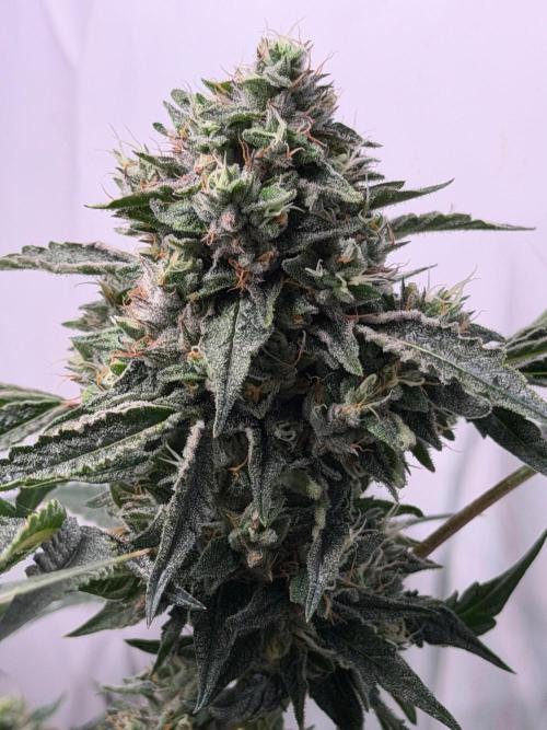 Gremlin‘s Breath. Week 11