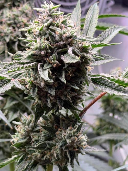 Gremlin‘s Breath. Week 11