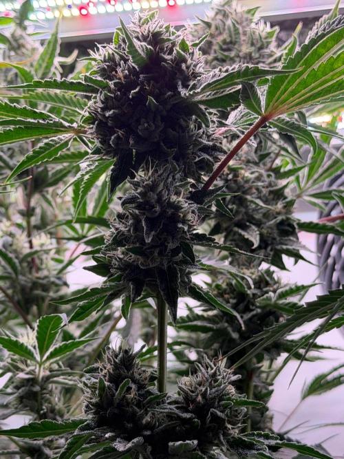 Gremlin‘s Breath. Week 11
