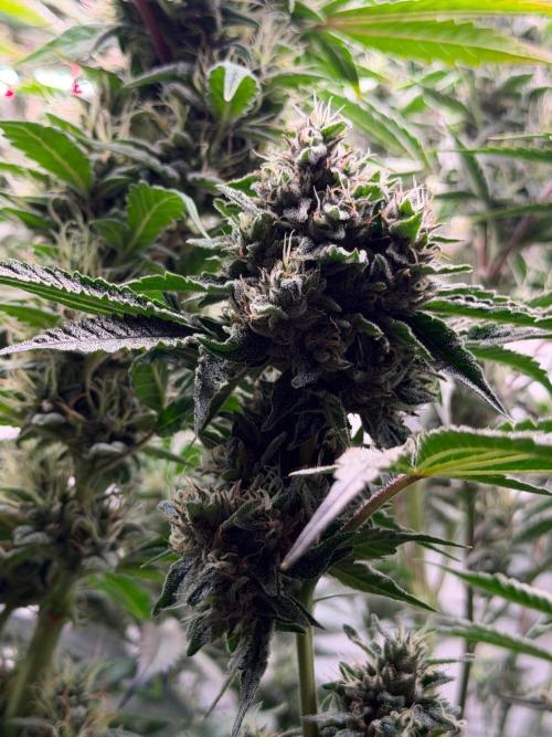 Gremlin‘s Breath. Week 11