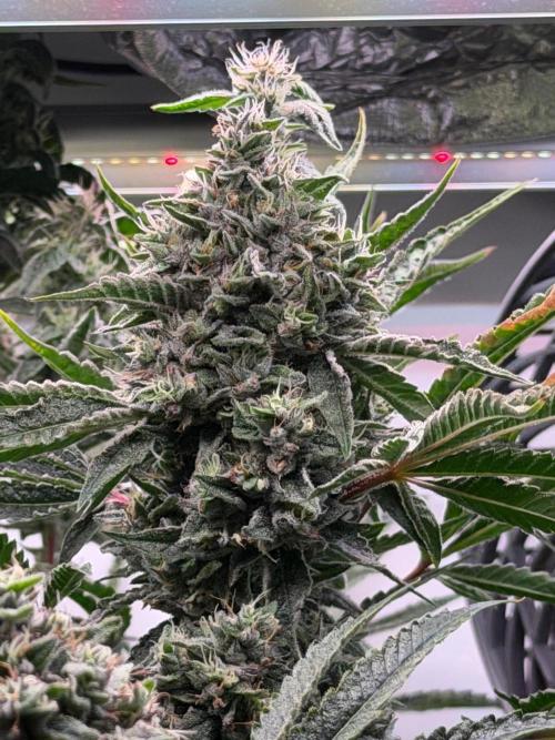 Gremlin‘s Breath. Week 11