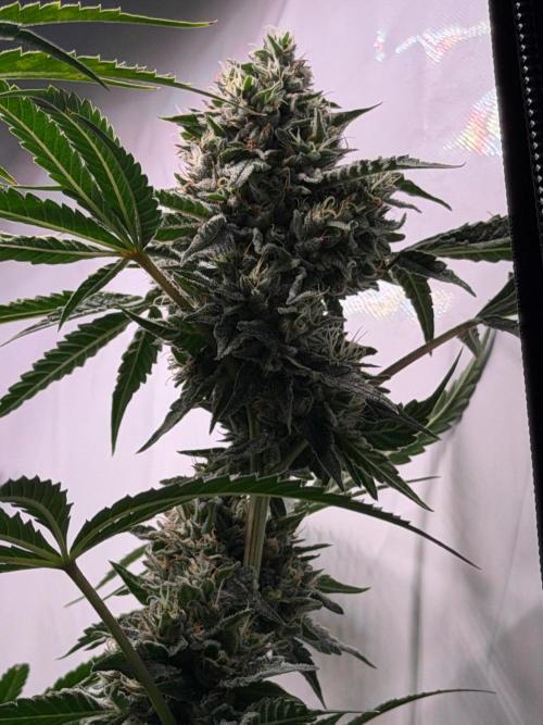 Gremlin‘s Breath. Week 11
