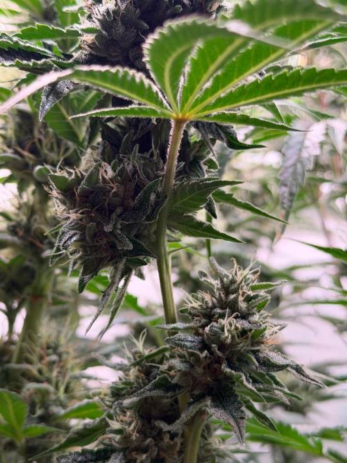 Gremlin‘s Breath. Week 11