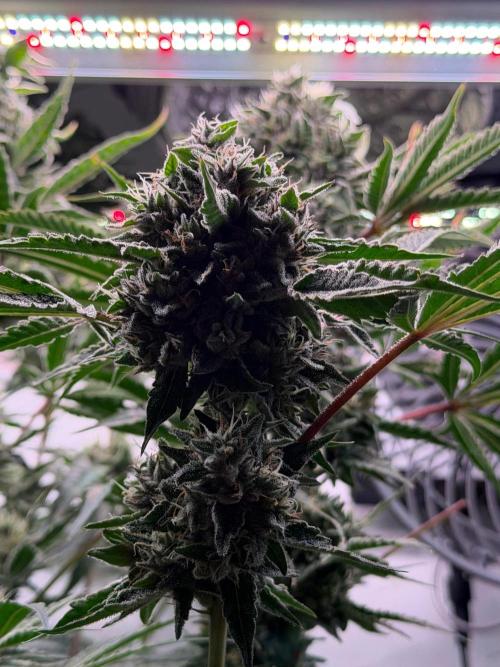 Gremlin‘s Breath. Week 11