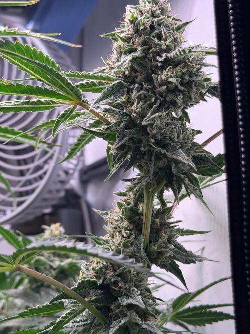 Gremlin‘s Breath. Week 11