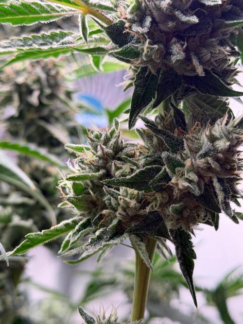 Gremlin‘s Breath. Week 11