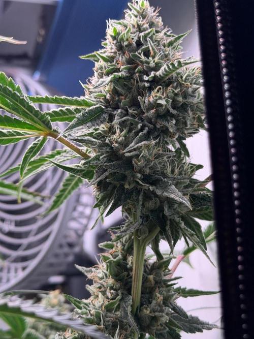 Gremlin‘s Breath. Week 11