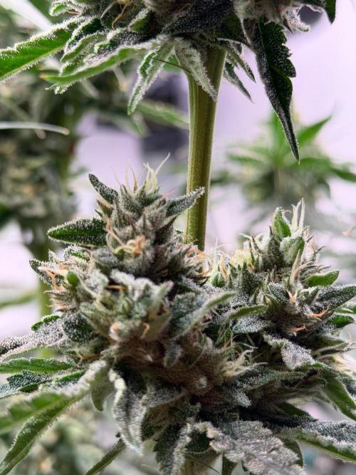 Gremlin's Breath Fem. Week 11