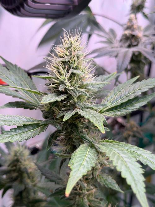 Exodus Cheese. Week 11