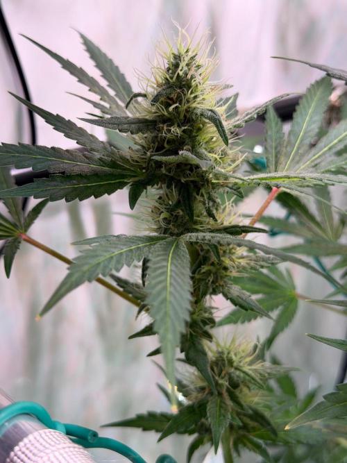 Exodus Cheese. Week 11