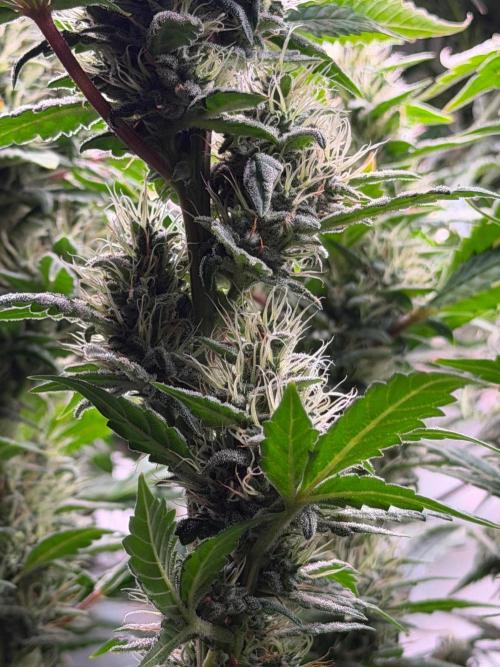Exodus Cheese. Week 11