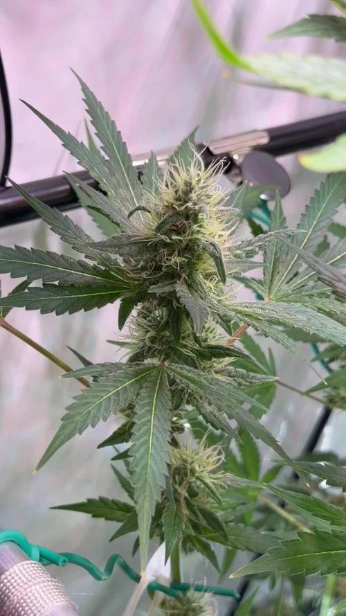 Exodus Cheese