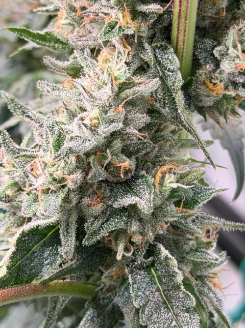 Gremlin‘s Breath. Week 12