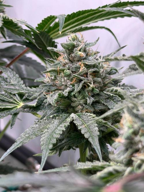 Gremlin‘s Breath. Week 12