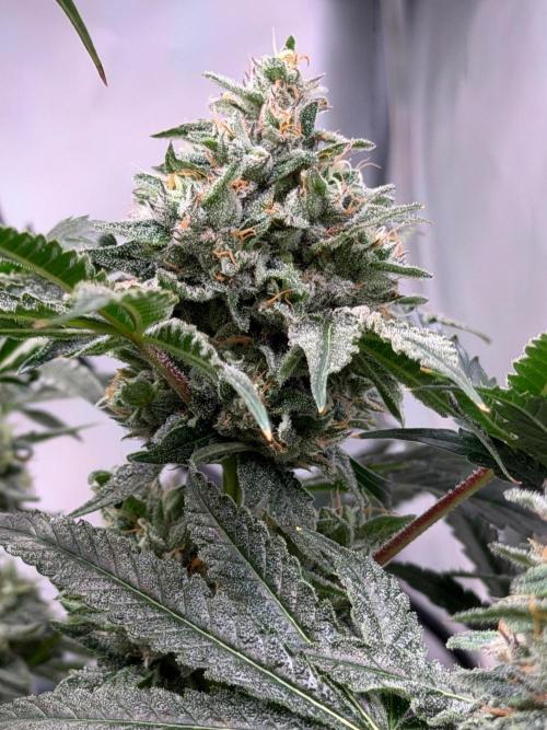 Gremlin‘s Breath. Week 12