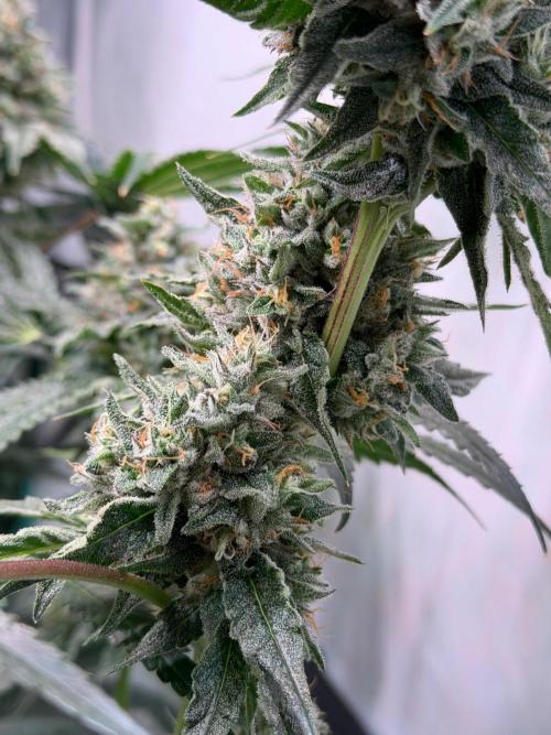 Gremlin‘s Breath. Week 12