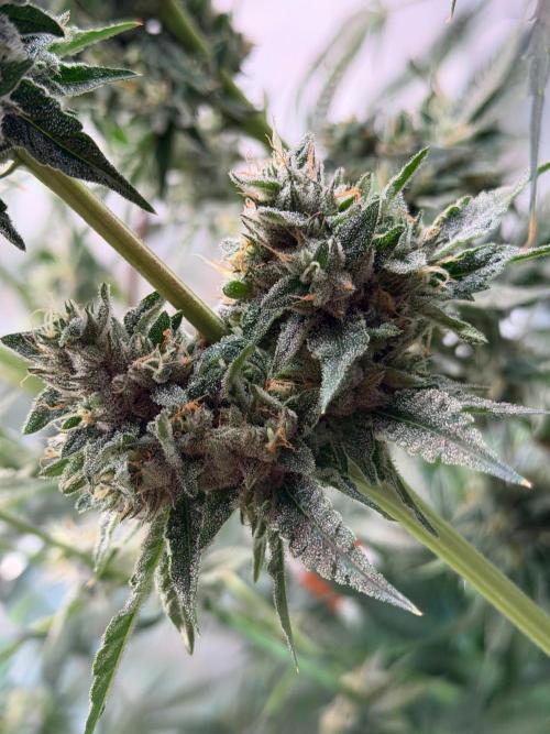Gremlin‘s Breath. Week 12