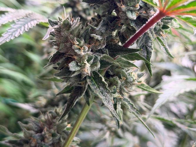 Gremlin‘s Breath. Week 12