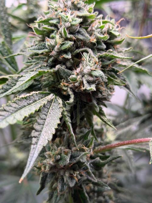 Gremlin‘s Breath. Week 12