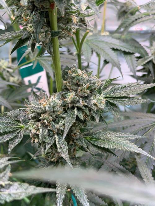 Gremlin‘s Breath. Week 12